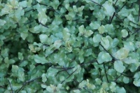 PITTOSPORUM WRINKLE BLUE