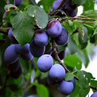 PLUM DAMSON