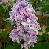 SYRINGA KATHERINE HAVEMEYER