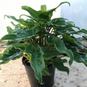 PHILODENDRON XANADU