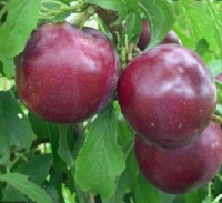 PLUM SULTAN