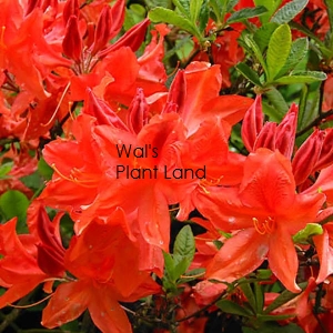 AZALEA RED RAG-DECIDUOUS