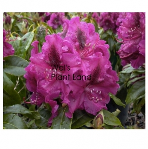 RHODODENDRON OLIN O DOBBS