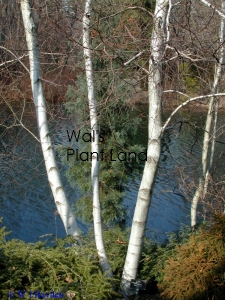 BETULA UTILIS WHITE SPIRE