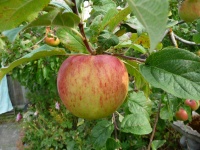 APPLE PEASGOOD'S NONSUCH