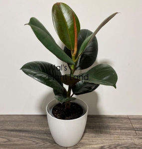 FICUS ROBUSTA