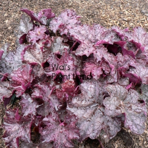 HEUCHERA VELVET NIGHT