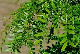 GLEDITSIA EMERALD KASCADE