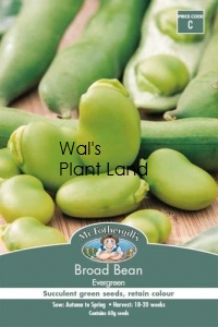 BROAD BEAN EVERGREEN NZ SEED PACKET