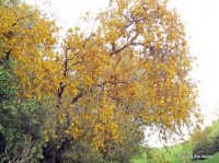 SOPHORA TETRAPTERA