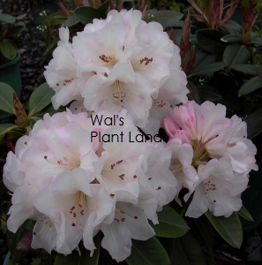 RHODODENDRON UNIQUE