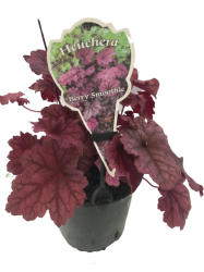 HEUCHERA BERRY SMOOTHIE