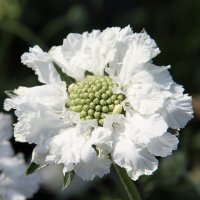 SCABIOSA CAUCASICA FAMA WHITE