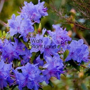 RHODODENDRON BLUE DIAMOND