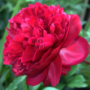 PAEONIA CHIPPEWA (PEONY)