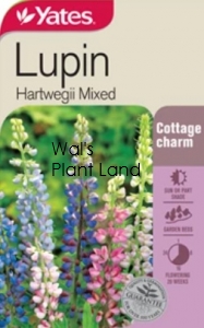 LUPINS HARTWEGEII NZ SEED PACKET