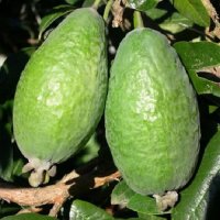 FEIJOA APOLLO