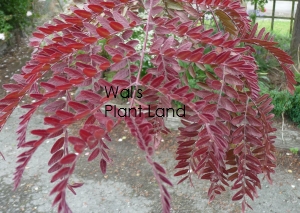 GLEDITSIA RUBY LACE