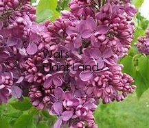 SYRINGA ALICE EASTWOOD