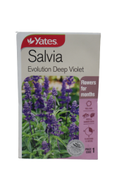 SALVIA EVOLUTION VIOLET PACKET