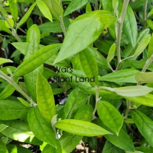 COROKIA GEENTYS GIANT