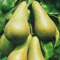 PEAR CONFERENCE