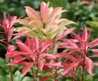 PIERIS MOUNTAIN FIRE