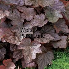 HEUCHERA AMERICANA AMETHYST