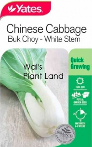 CHINESE CABBAGE BUK CHOY SEED PACKET