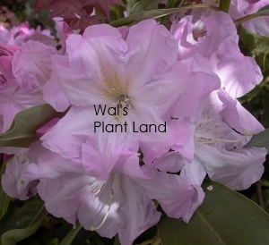 RHODODENDRON VAN DEC