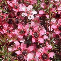 LEPTOSPERMUM KIWI