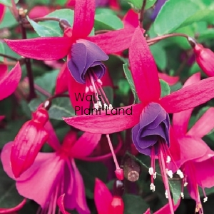 FUCHSIA MARCIA