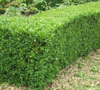 BUXUS SEMPERVIRENS 6PK