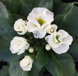 PRIMULA ACAULIS PRIMLET WHITE