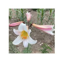 LILIUM REGALE BULK