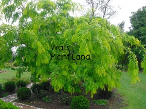 GLEDITSIA LIMELIGHT