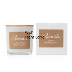 MOREISH SOY CANDLE LARGE LIVING LIGHT