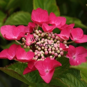 HYDRANGEA GEOFFERY CHADBUND