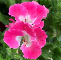 PAC PELARGONIUM 15CM