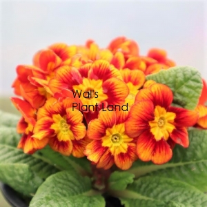 PRIMULA NOVELTY MAYA