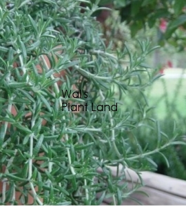 ROSEMARY PROSTRATA