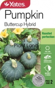 PUMPKIN BUTTERCUP SEED PACKET