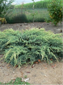 JUNIPERUS SQUAMATA HOLGER