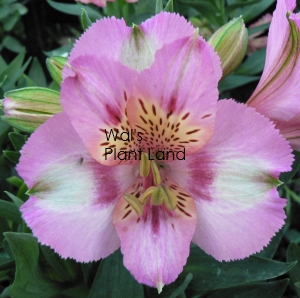 ALSTROEMERIA PRINCESS LILY THERESA