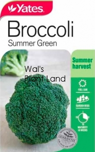 BROCCOLI SUMMER GREEN SEED PACKET