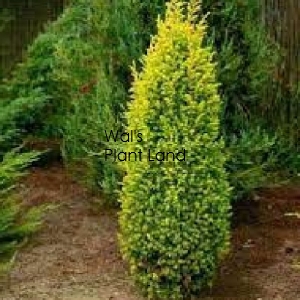 JUNIPERUS COM. GOLD CONE