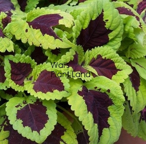 COLEUS KONG LIME SPRITE