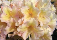 RHODODENDRON OLIN O DOBBS