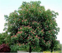 AESCULUS CARNEA BRIOTII (RED HORSE CHESTNUT)