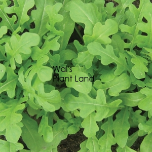 HERB SWEET ROCKET